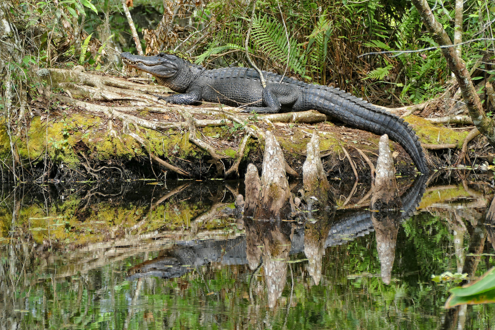 American Alligator