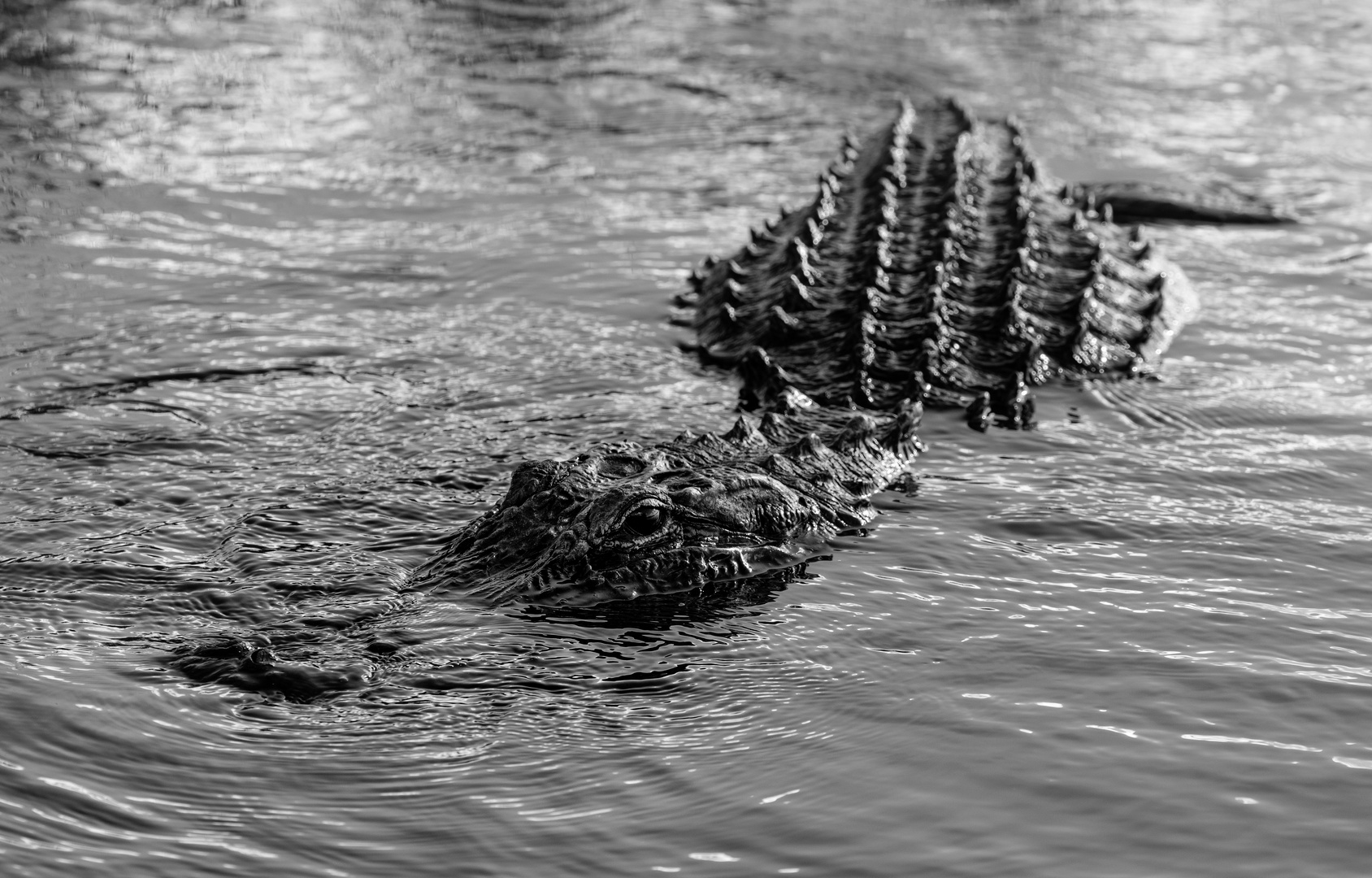 American Alligator