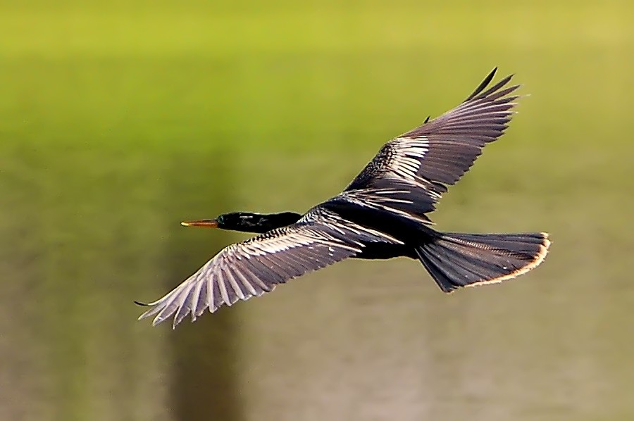 American Anhinga - Anhinga anhinga (Schlangenhalsvogel) ...