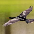 American Anhinga - Anhinga anhinga (Schlangenhalsvogel) ...