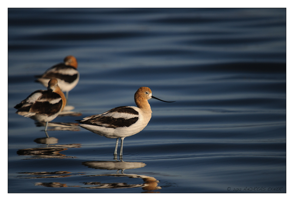 American Avocets