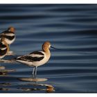 American Avocets