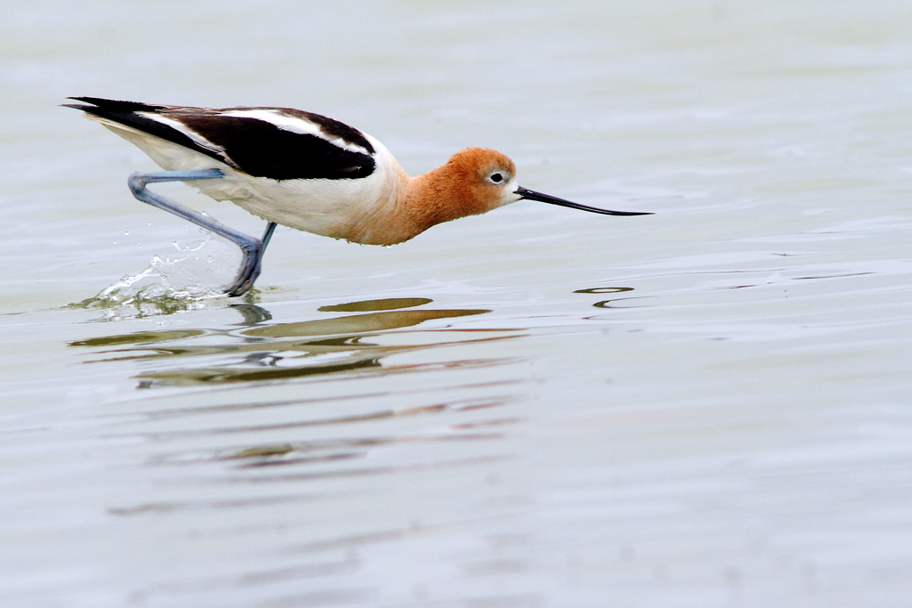 American avocette