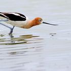 American avocette