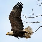 American Bald Eagle 2