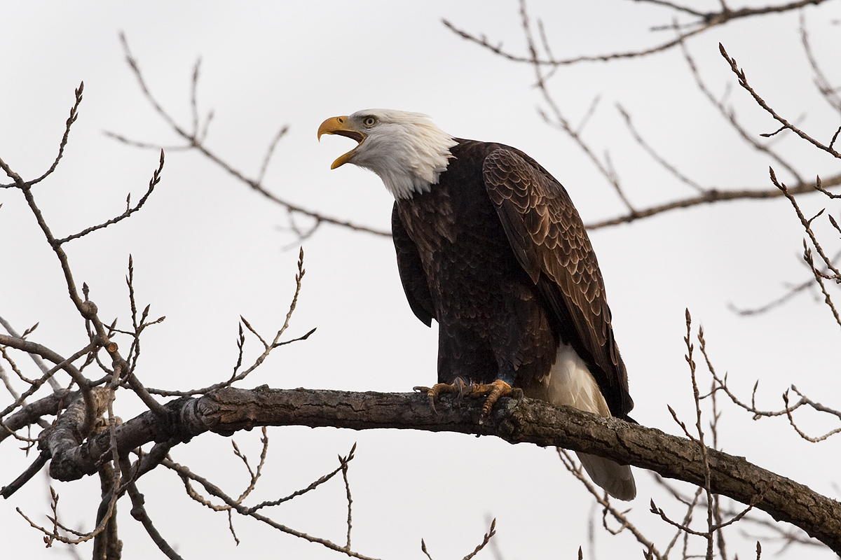 American Bald Eagle