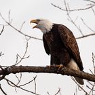 American Bald Eagle