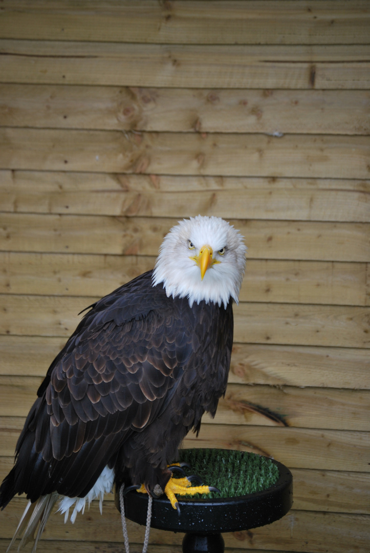 american bald eagle