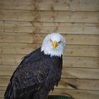 american bald eagle