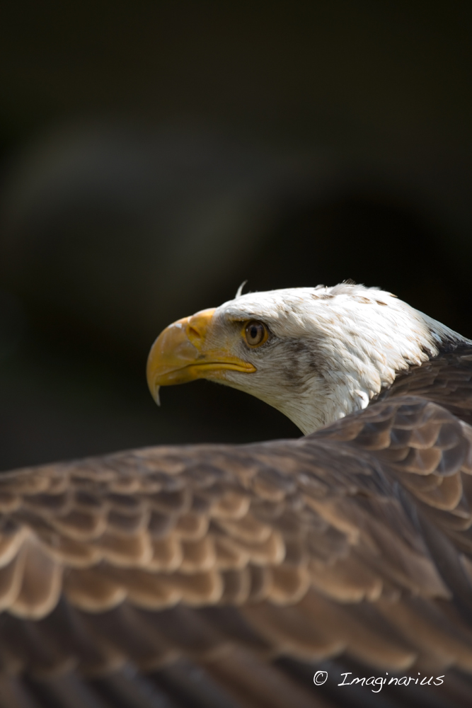 american bald eagle