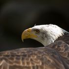 american bald eagle