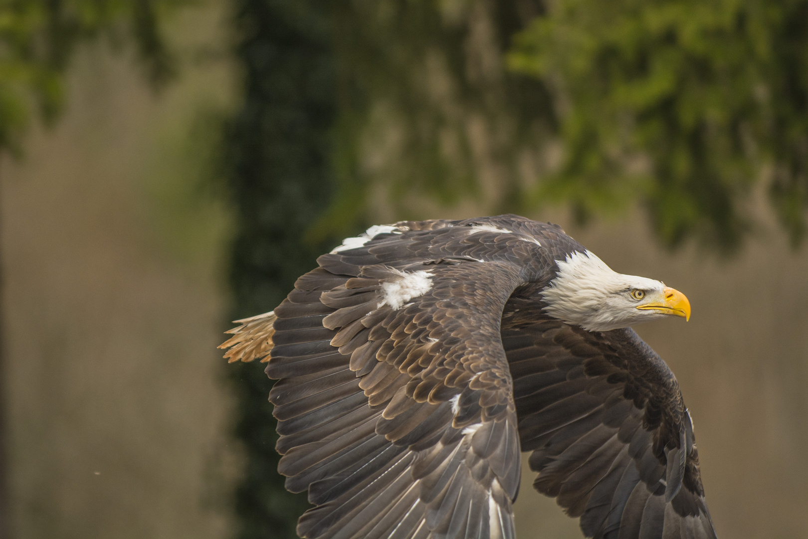 American Bald Eagle