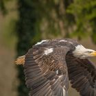 American Bald Eagle