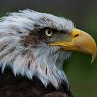 AMERICAN BALD EAGLE