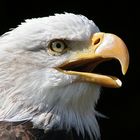 American Bald Eagle