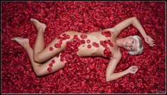 American Beauty