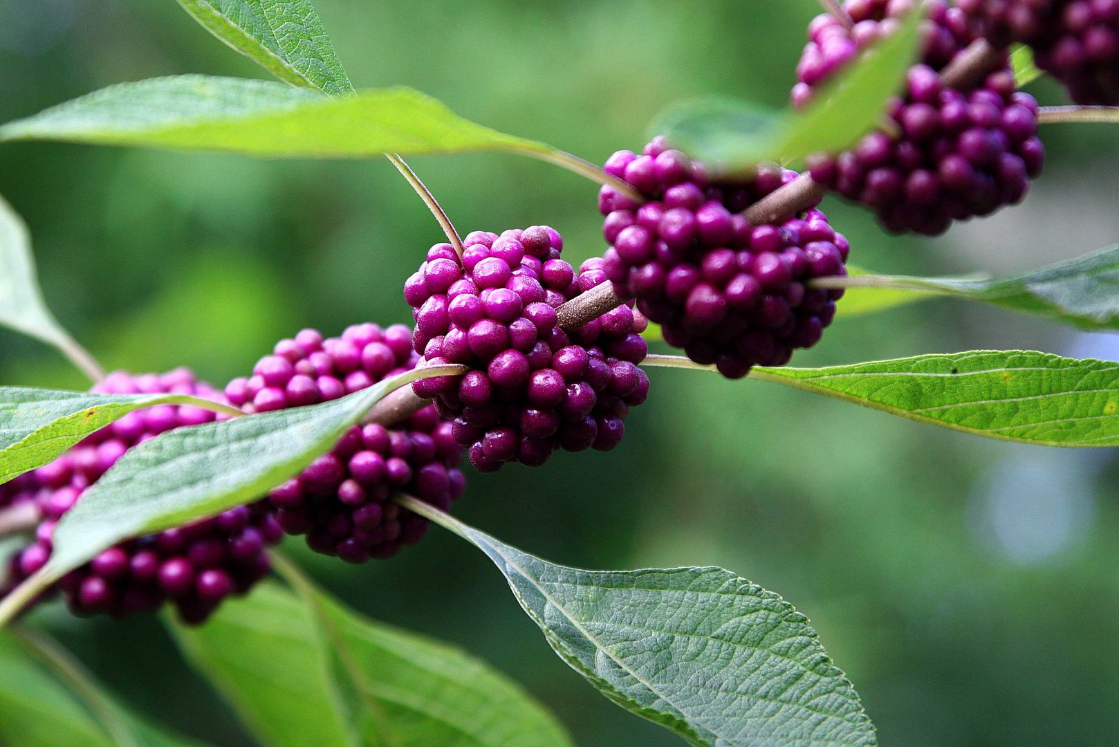 American Beautyberrys