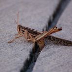 American Bird Grasshopper - Schistocerca americana...