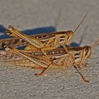 American Bird Grasshopper - Schistocerca americana