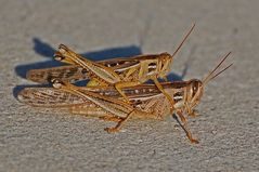 American Bird Grasshopper - Schistocerca americana