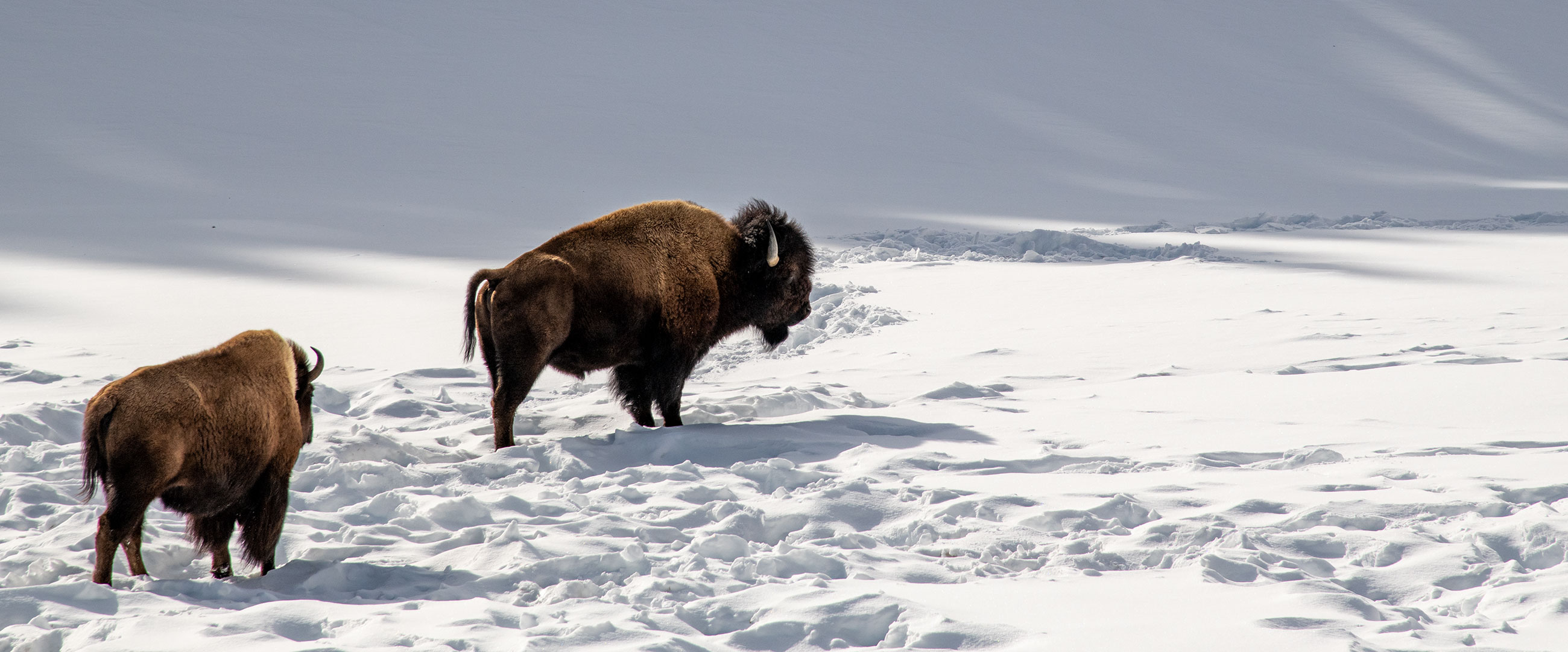 American Bison