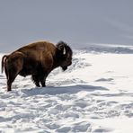 American Bison