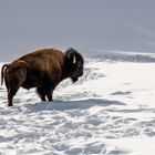 American Bison