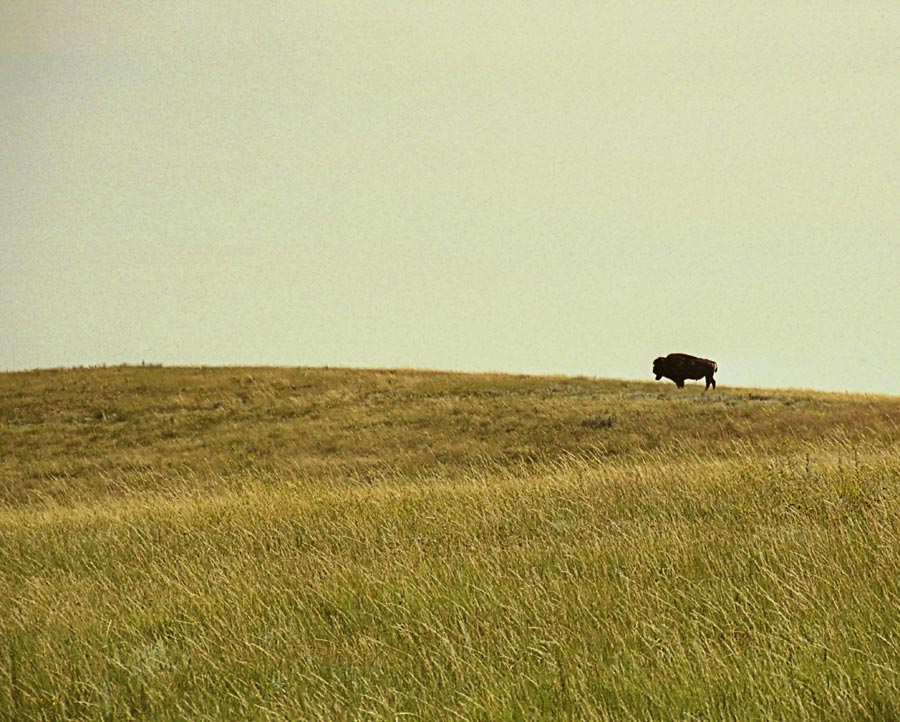 American Bison