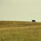 American Bison