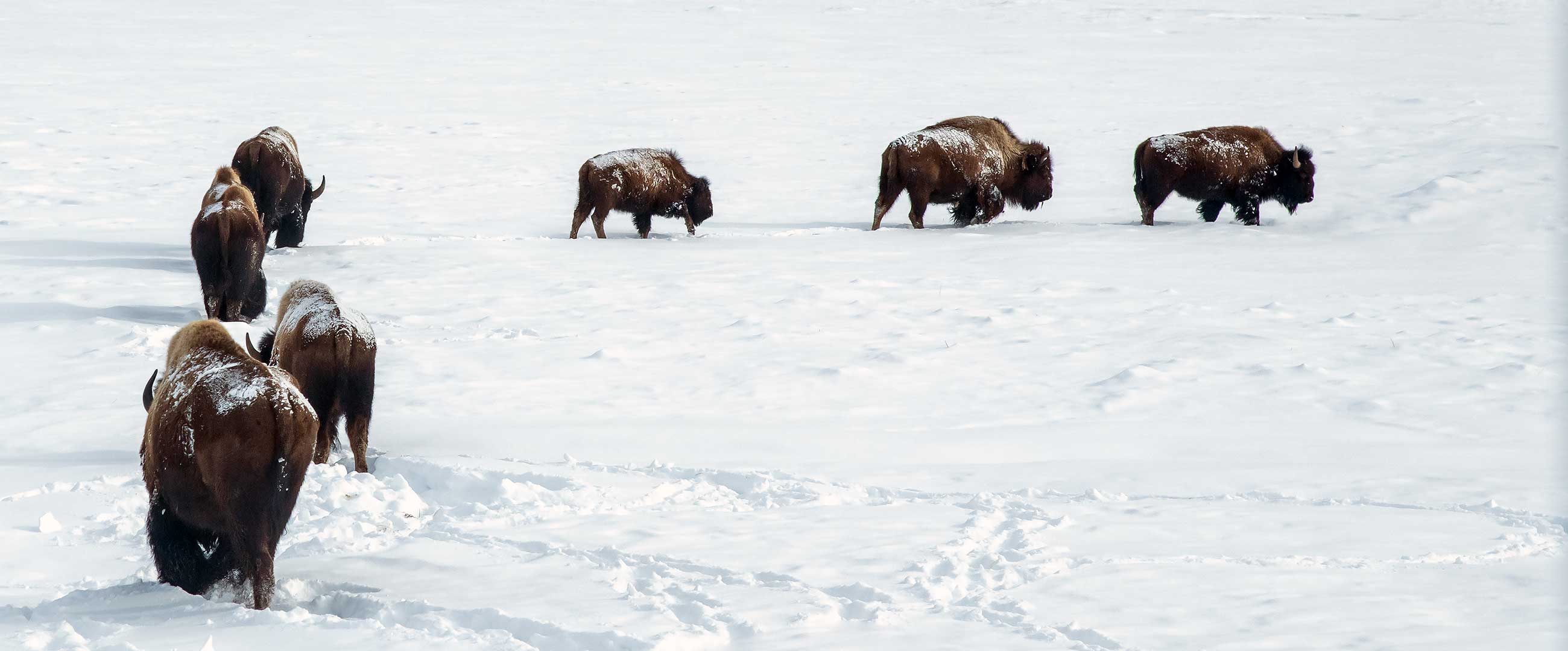 American Bison /