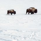 American Bison /