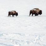 American Bison /