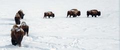 American Bison /