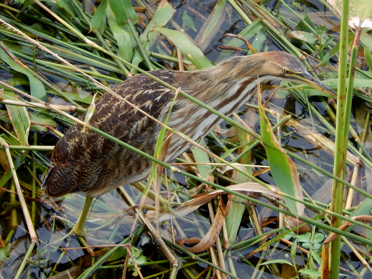 American bittern