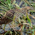 American bittern