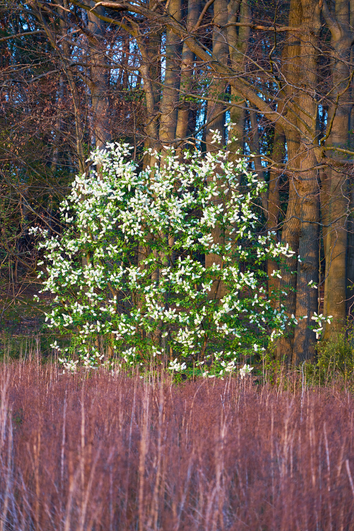 American  black cherry- Prunus serotina