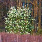 American  black cherry- Prunus serotina