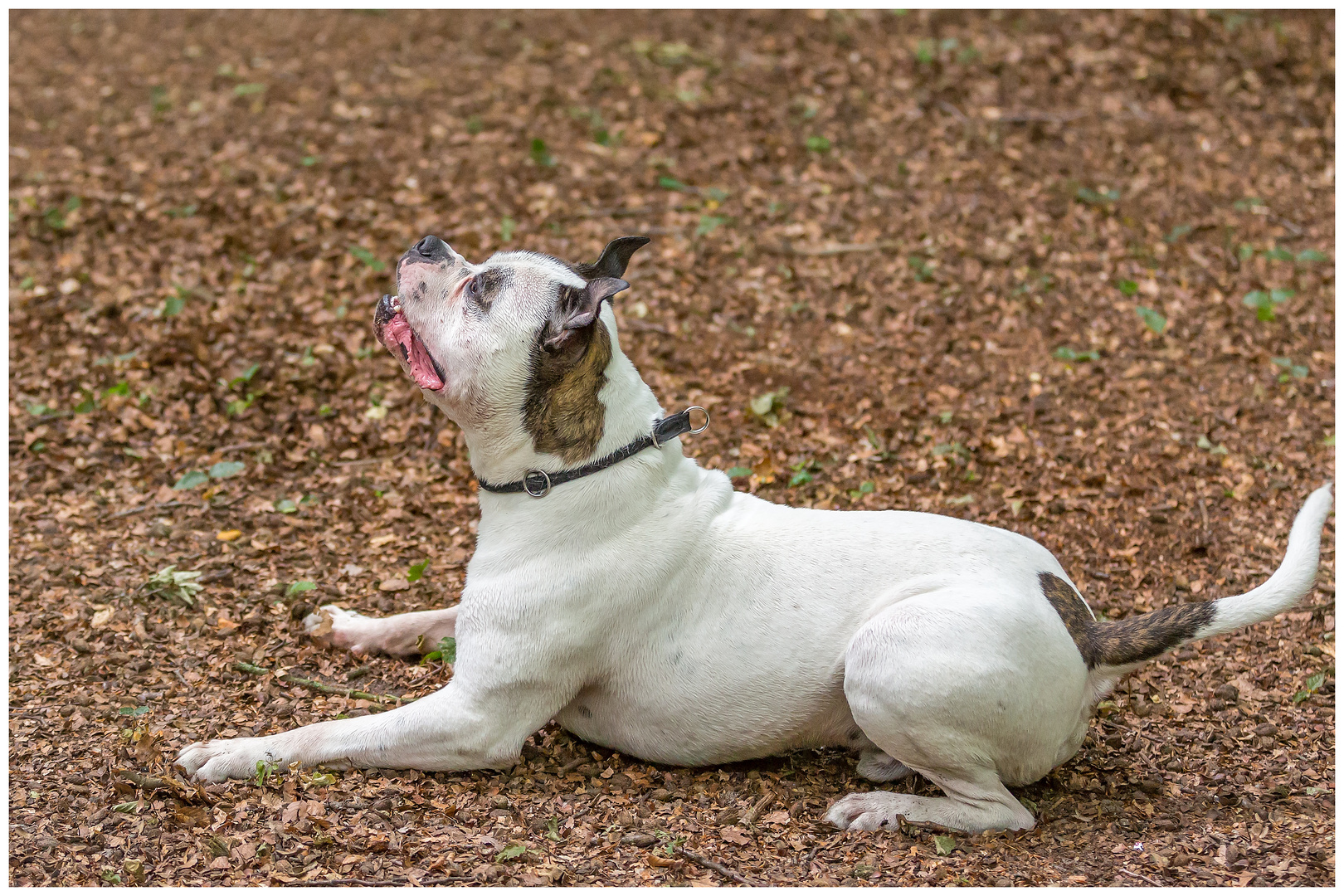 American Bulldog