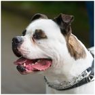 American Bulldog