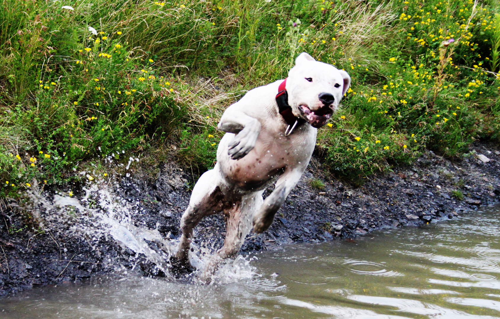 American Bulldog