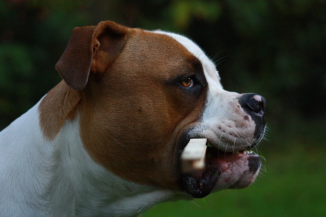 American Bulldog Blade