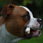 American Bulldog Blade