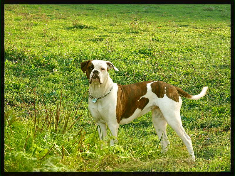 American Bulldog