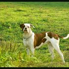 American Bulldog