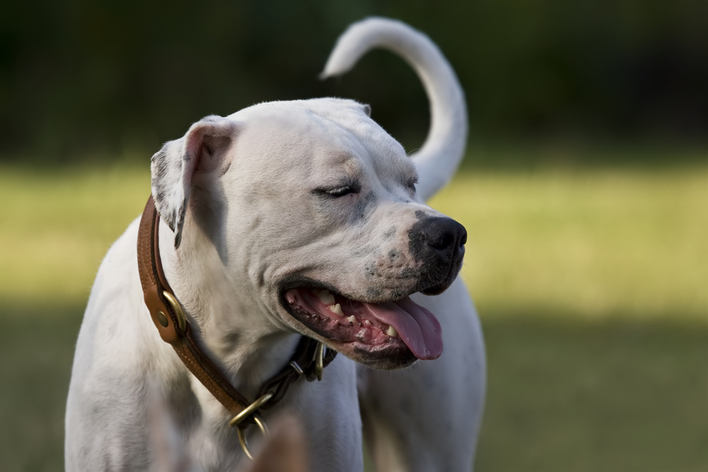 American Bulldog Dame (2)