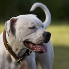 American Bulldog Dame (2)