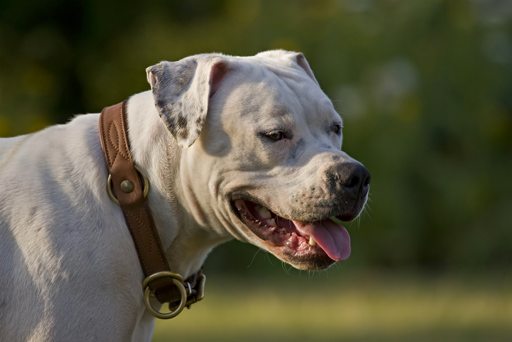 American Bulldog Dame