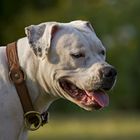 American Bulldog Dame