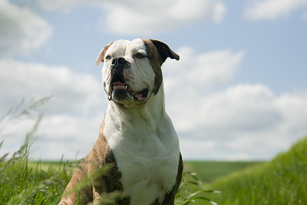 American Bulldog