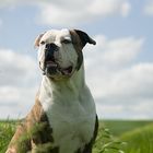 American Bulldog